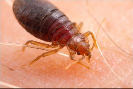 bed bugs